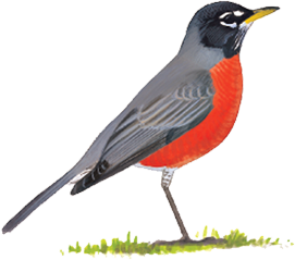 Watercolor of a robin